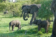 Afrikanischer Elefant (91 von 131).jpg